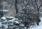 White Sapporo