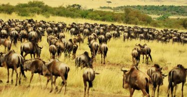 Kawanan gnus (Foto: Pawan Sharma/Unsplash)