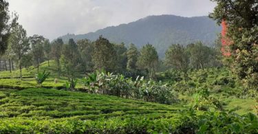 Tea Walk (Foto: Merlina Susanti/NTD Indonesia)