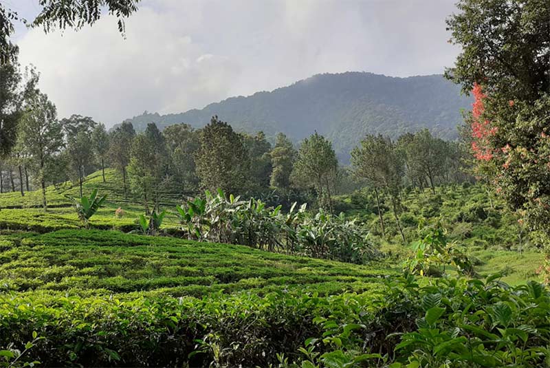 Tea Walk (Foto: Merlina Susanti/NTD Indonesia)