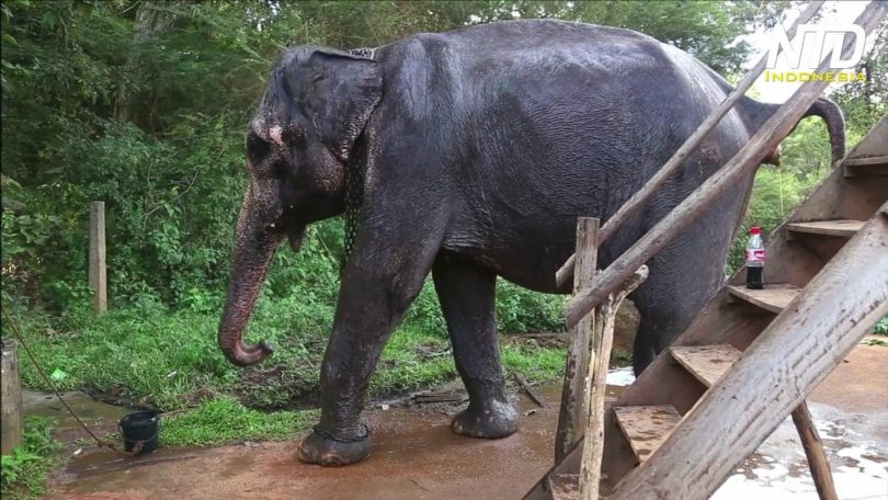 Gajah