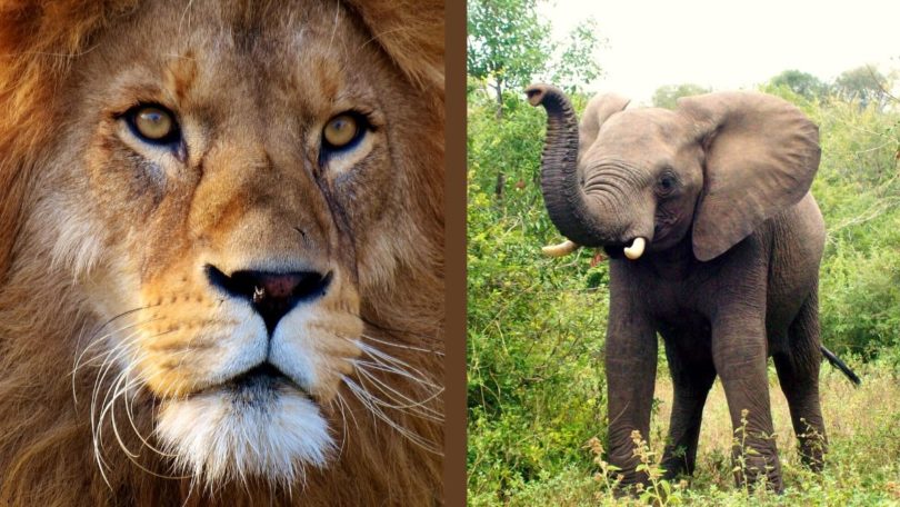 Singa dan gajah