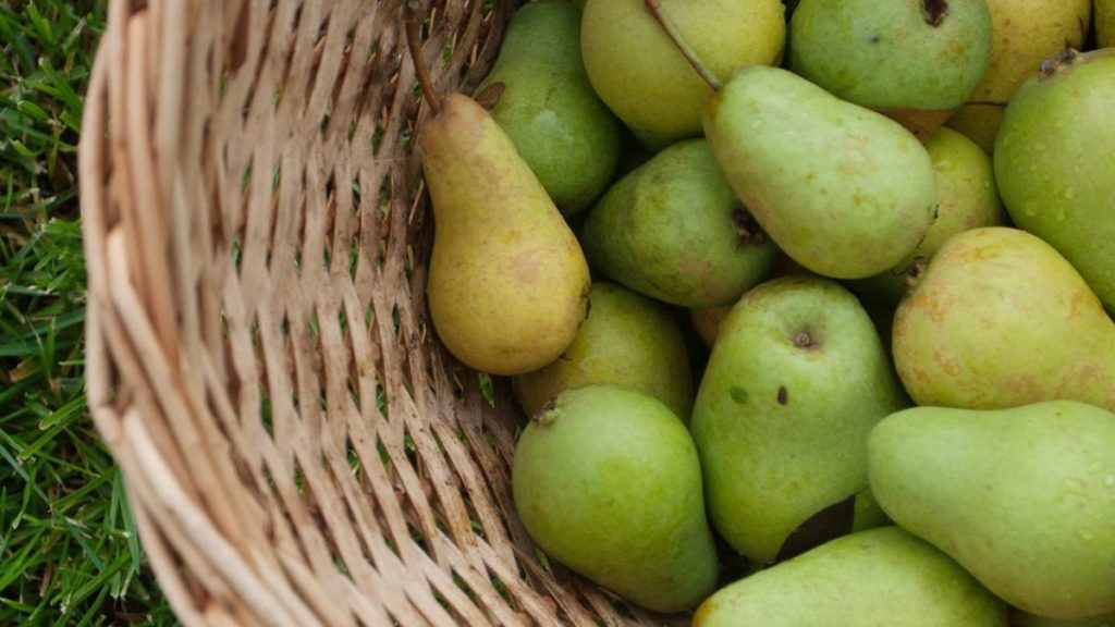 Buah pir