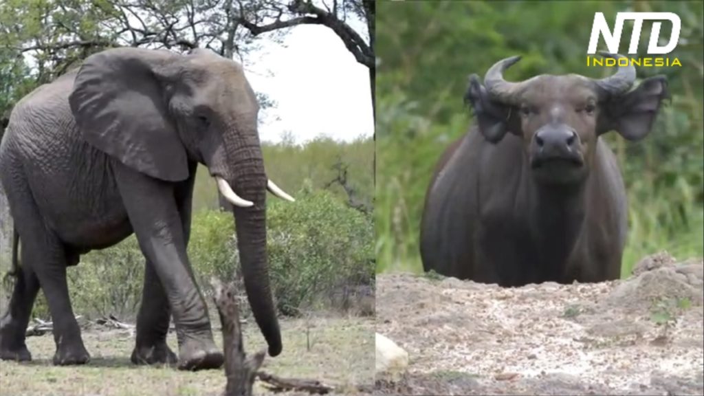 Gajah dan kerbau