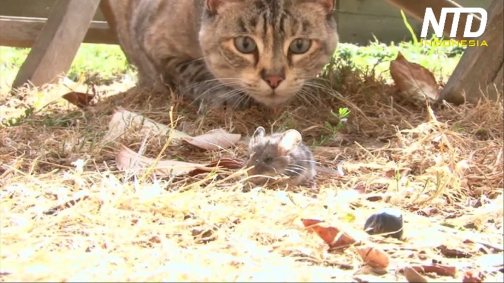 Kucing dan tikus