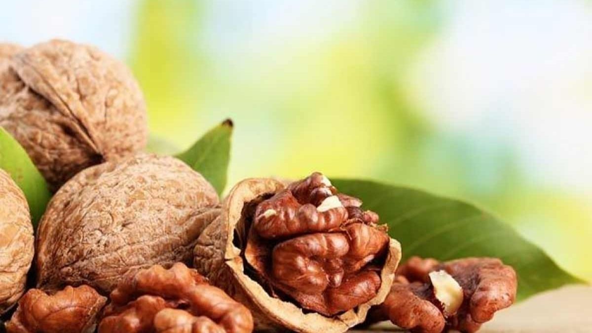 Obat Ginjal Sang Menteri