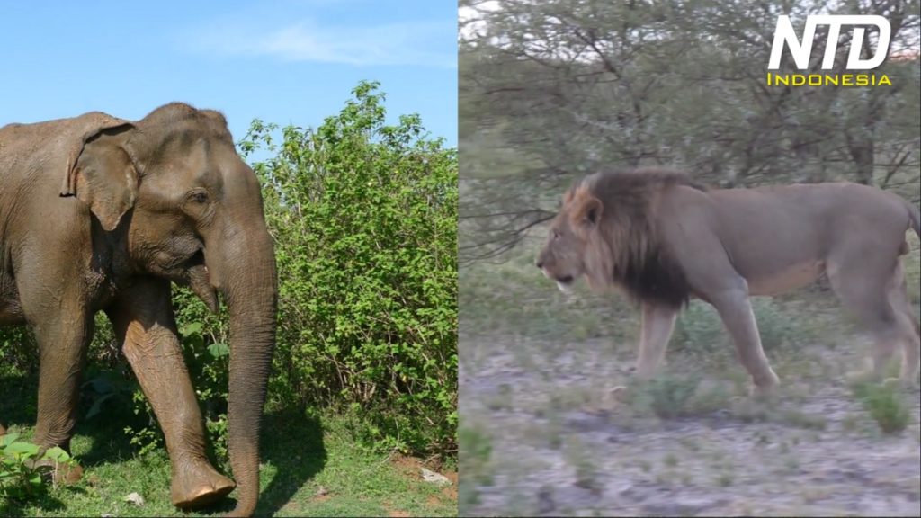 Gajah dan Singa