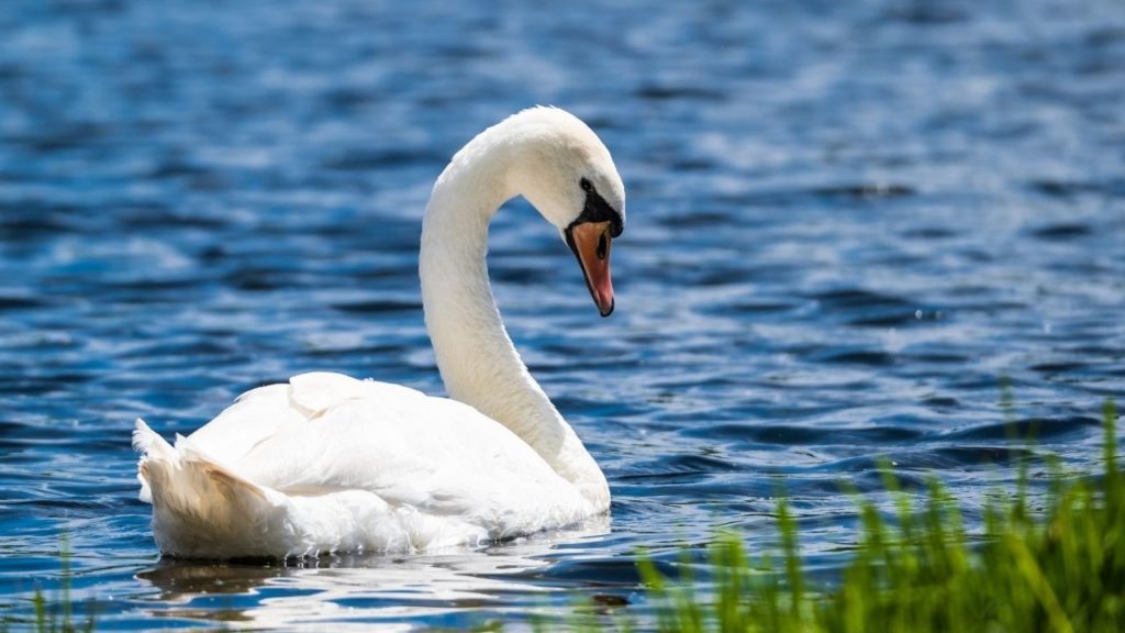 Angsa (Milan Ivanovic @ Unsplash)