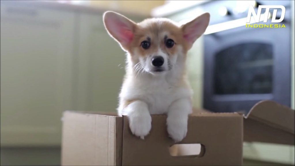 Anjing kecil