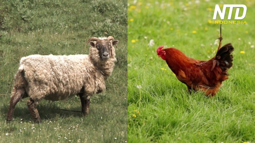 Domba dan Ayam