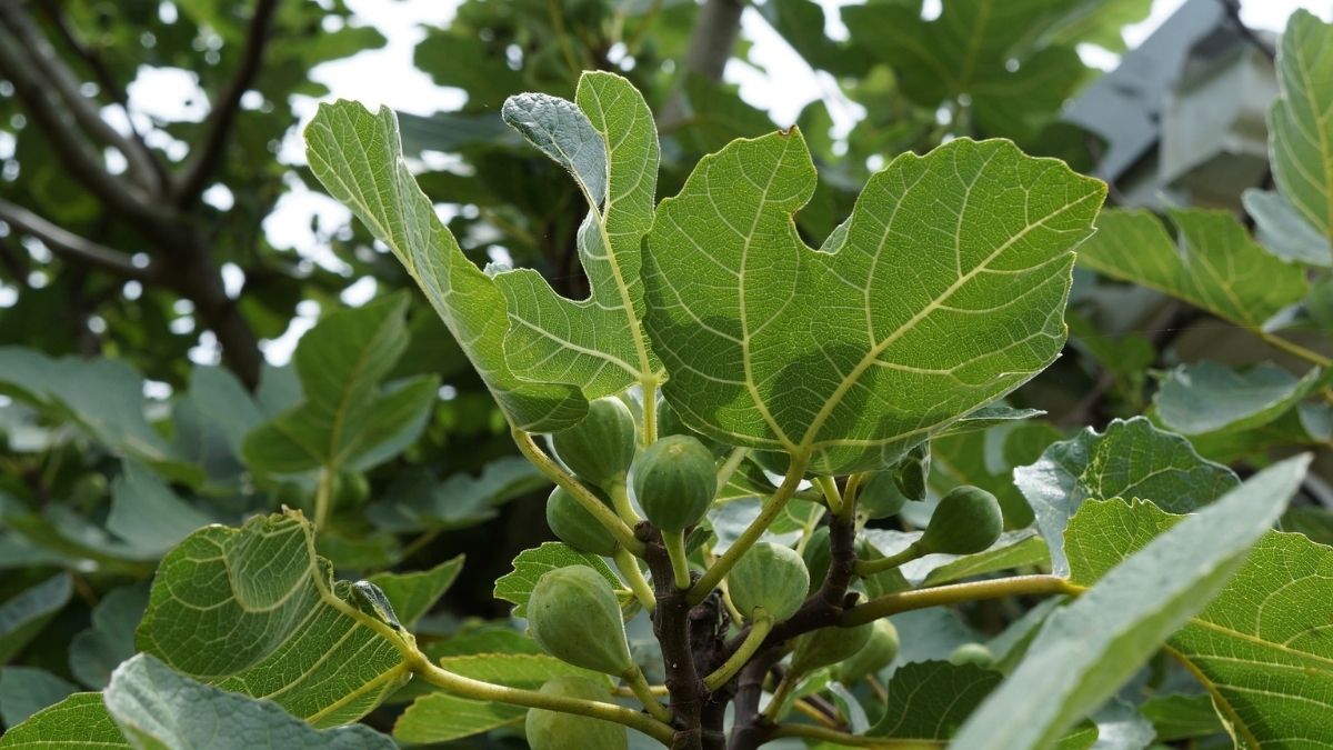 Pohon Elm dan Pohon Ara