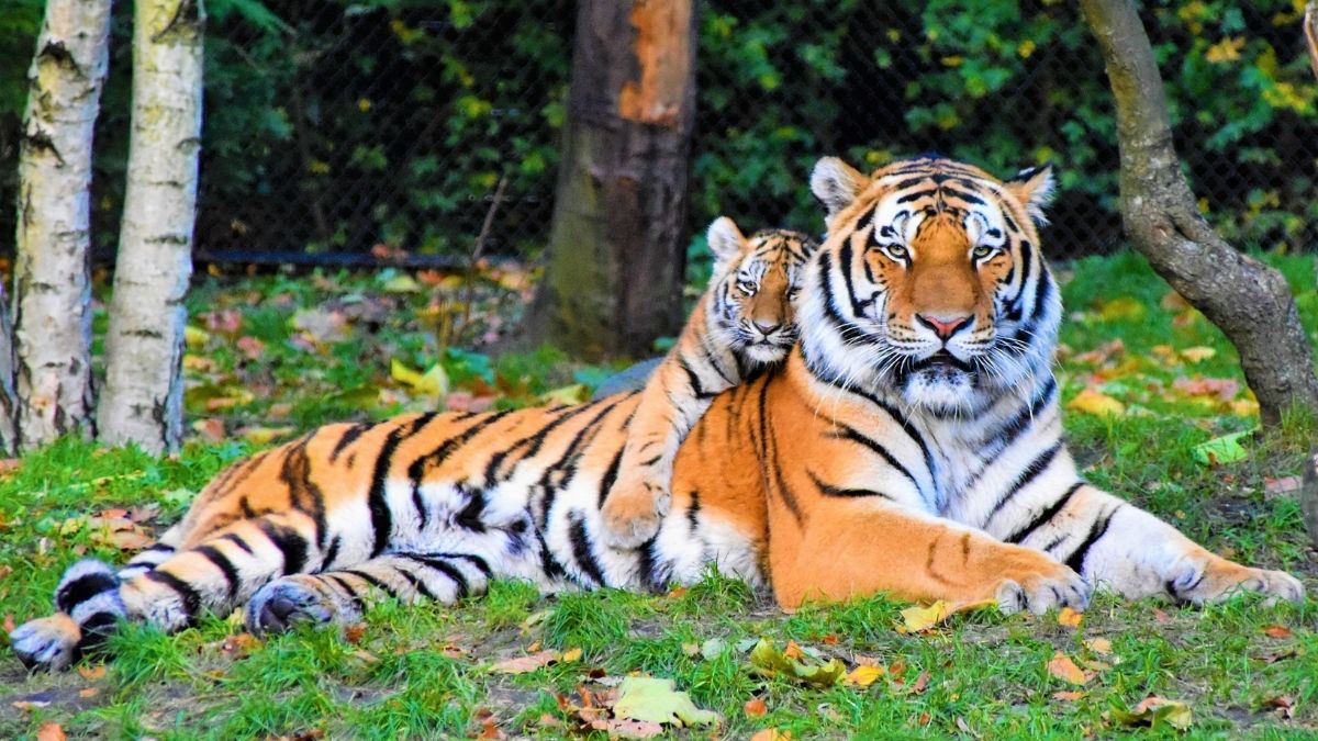 2 Dongeng Legendaris: Biksu Menjinakkan Harimau