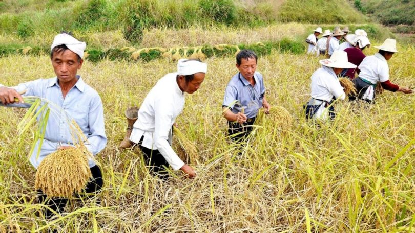 Petani Tiongkok bekerja di sawah( Kredit: STRINGER/AFP @Getty Images via visiontimes)