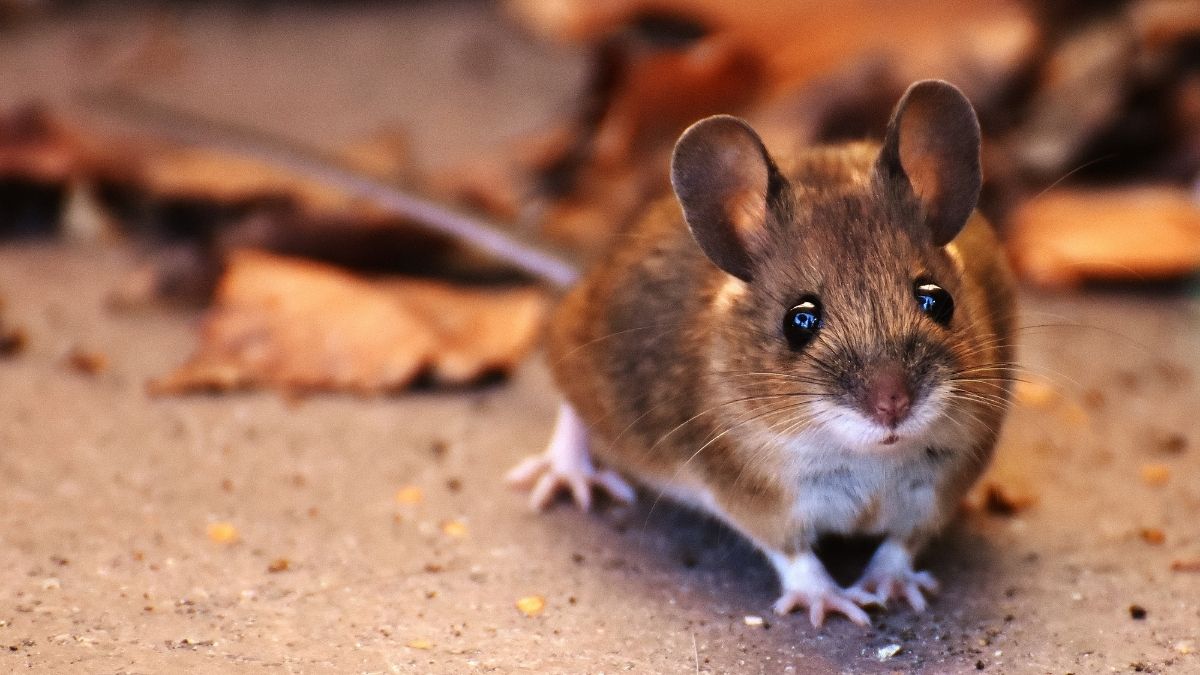 Tikus Bertanduk
