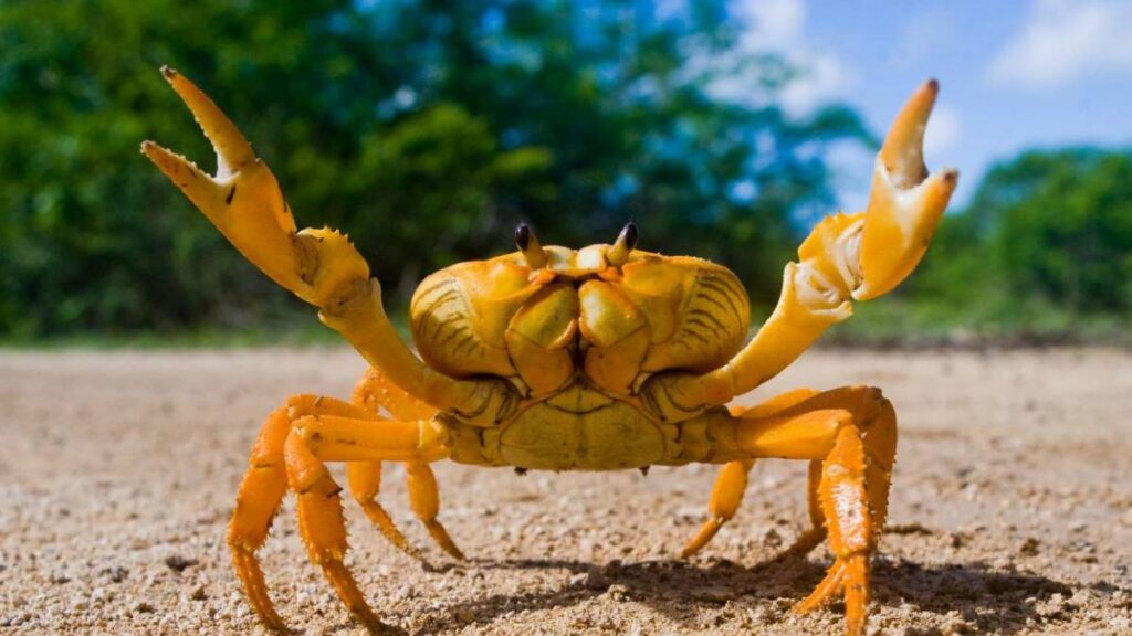 Kepiting @Wikipedia