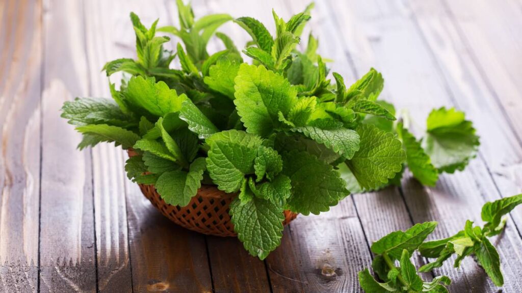 Peppermint (Getty Images via Canva Pro)