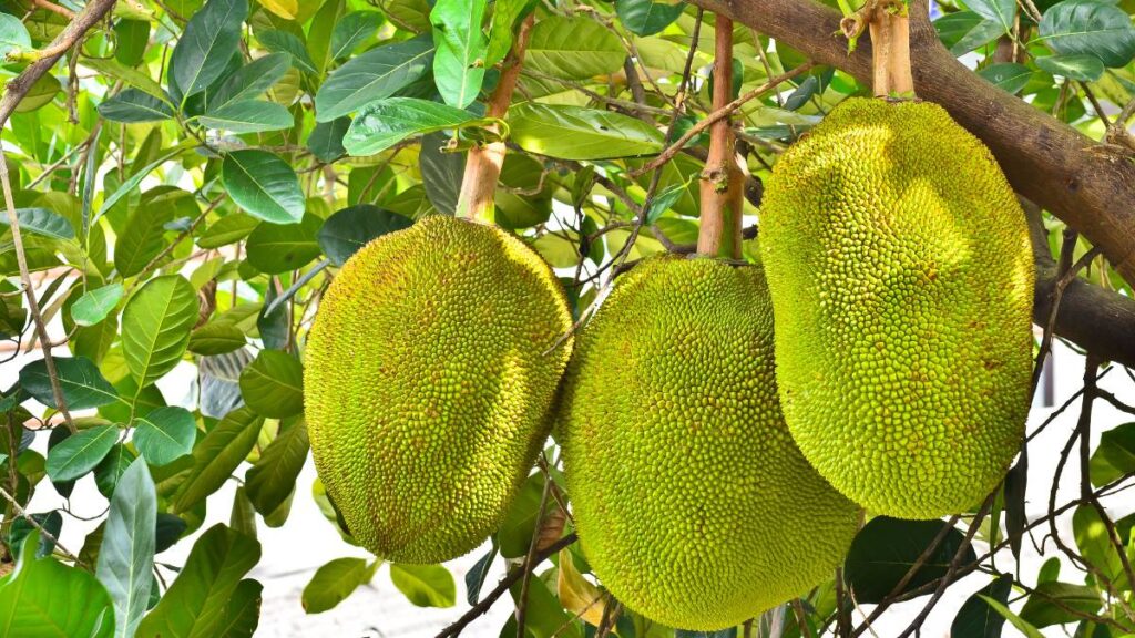 Nangka