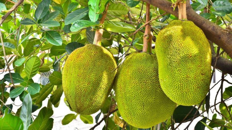 Nangka