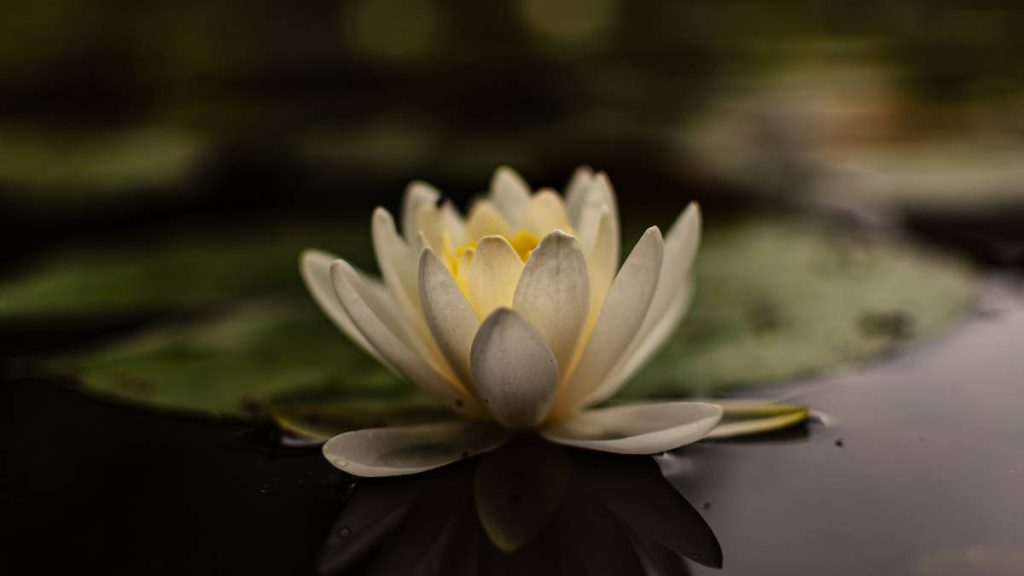 Lotus