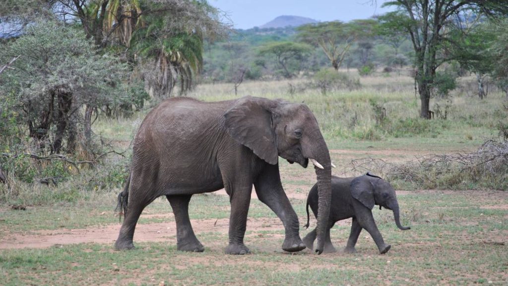 Induk dan anak gajah