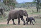 Induk dan anak gajah
