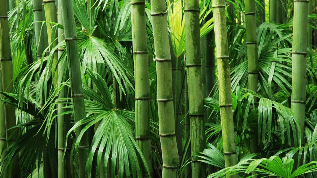 Bambu
