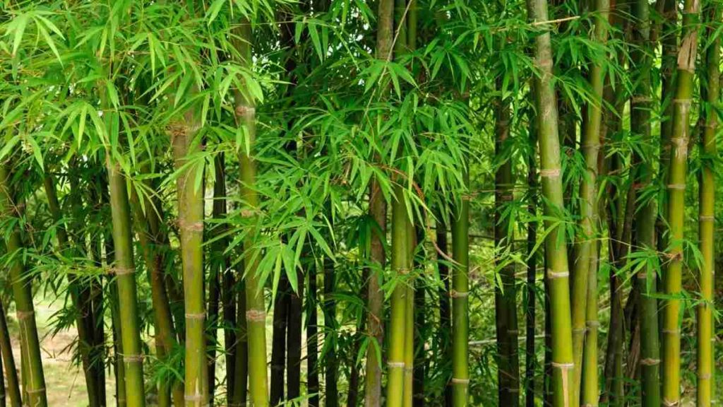 Bambu